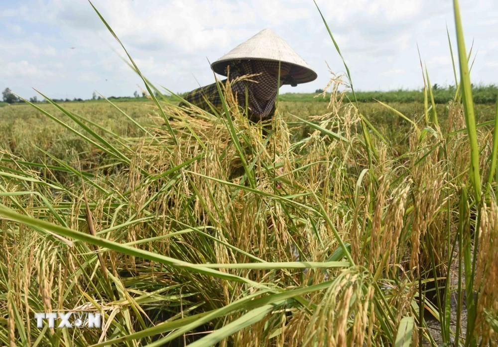 Bình Thuận đặt mục tiêu diện tích sản xuất lúa chất lượng cao đạt 17.700ha vào năm 2025. (Nguồn: TTXVN)
