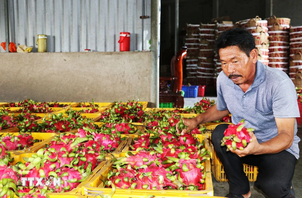 Trái thanh long Chợ Gạo của tỉnh Tiền Giang đã được Cục Sở hữu Trí tuệ cấp bảo hộ nhãn hiệu tập thể. (Ảnh: Hữu Chí/TTXVN) 
