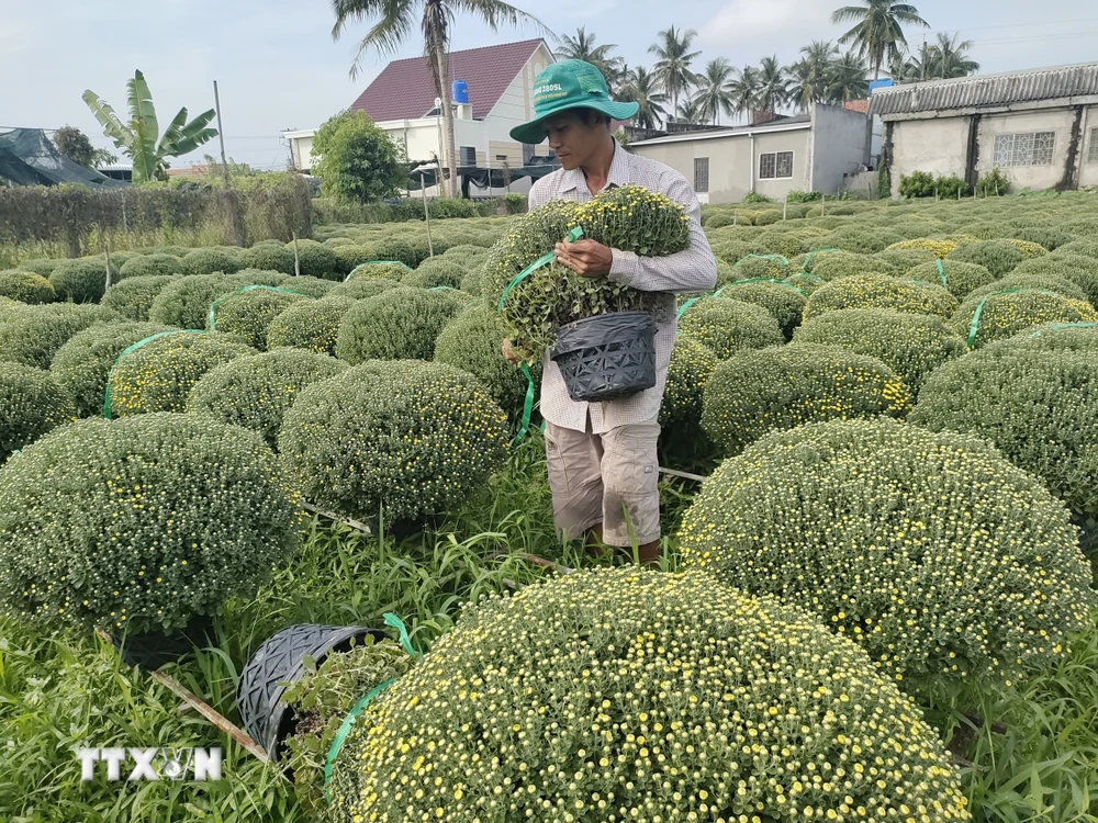 Chuẩn bị giao hoa cúc mâm xôi cho thương lái tại huyện Chợ Lách (Bến Tre). (Ảnh: Huỳnh Phúc Hậu/TTXVN)