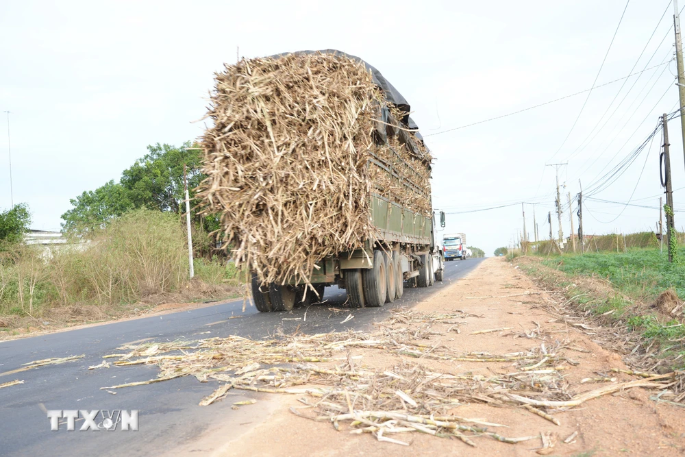 Các xe tải chở mía quá khổ làm rơi rớt cây mía nguyên liệu xuống đường, tiềm ẩn nguy cơ tai nạn giao thông. (Ảnh: Minh Phú/TTXVN)