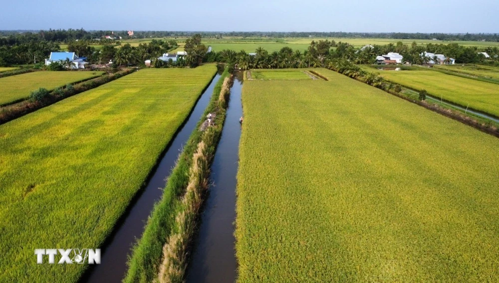 Thắng lợi kép từ vụ lúa-tôm, nông dân Kiên Giang phấn khởi