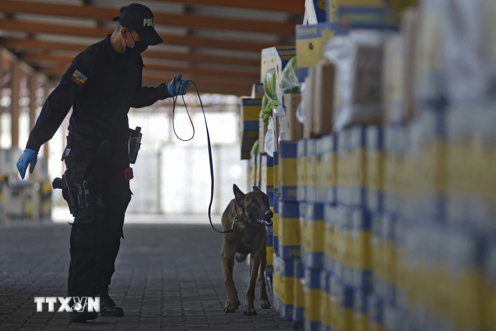 Cảnh sát Eucador kiểm tra số ma túy được giấu trong các hộp chuối tại cảng Guayaquil. (Ảnh: AFP/TTXVN)