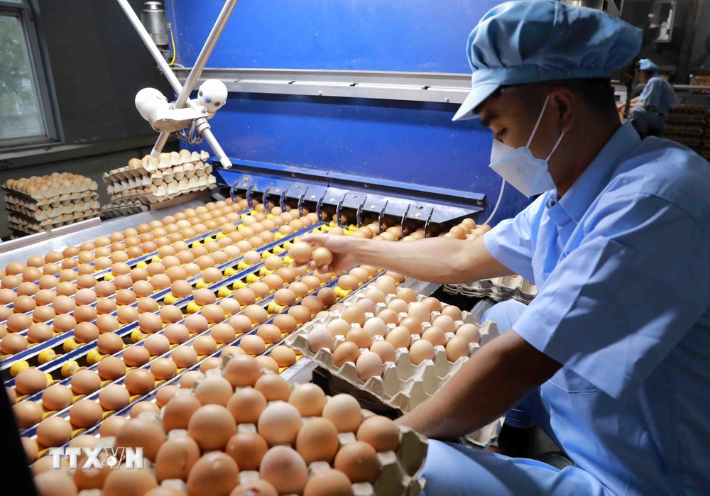 Phân loại sản phẩm trứng gà tại nhà máy trứng gia cầm của Công ty trách nhiệm hữu hạn một thành viên Hòa Phát Phú Thọ. (Ảnh: Vũ Sinh/TTXVN)