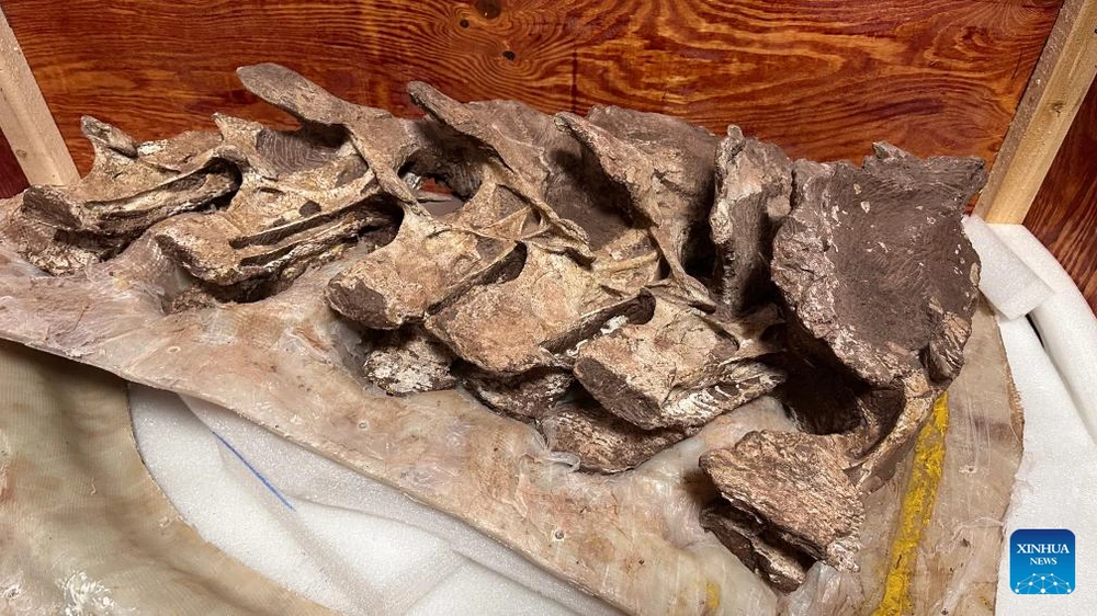 Hóa thạch xương khủng long niên đại 90 triệu năm trước được phát hiện tại Trung Quốc. (Nguồn: Xinhua)