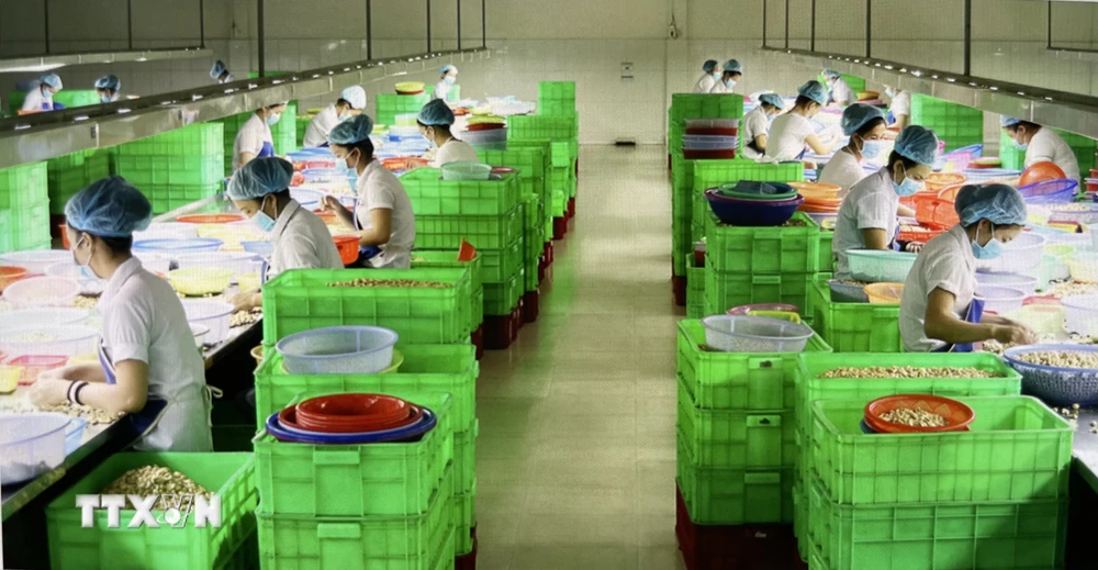 Chế biến hạt điều phục vụ cho xuất khẩu tại Bình Phước. (Ảnh: Hồng Nhung/TTXVN)