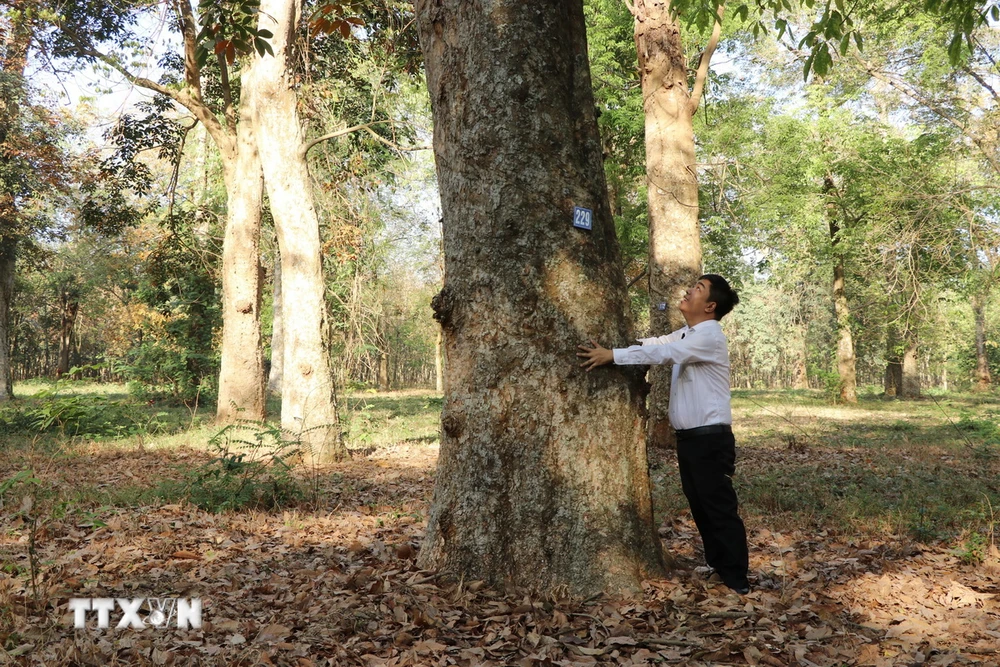 Những gốc cao su cổ thụ có đường kính từ 1-3 mét, cao hàng chục mét đang phát triển tốt tại Vườn cao su bảo tồn thuộc Tổng Công ty Cao su Đồng Nai. (Ảnh: Lê Xuân/TTXVN)
