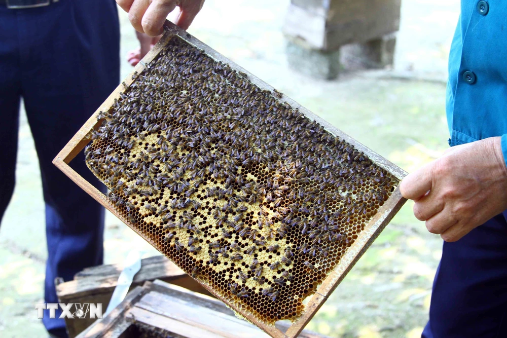 Tổng sản lượng mật ong thu hoạch tại huyện Minh Hóa (Quảng Bình) năm 2023 trên 616 tấn. (Ảnh: Tá Chuyên/ TTXVN)
