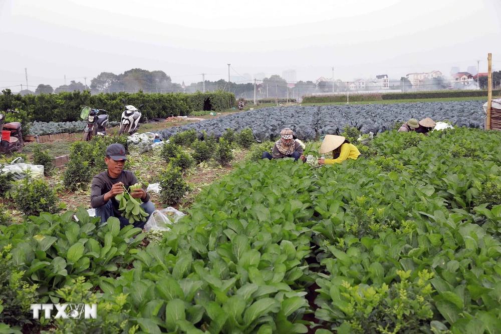 Vùng sản xuất rau theo tiêu chuẩn VietGap (xã Văn Đức, huyện Gia lâm) có diện tích khoảng hơn 70ha, mỗi ngày cung cấp cho thị trường khoảng 30 tấn sản phẩm. (Ảnh: Vũ Sinh/TTXVN)