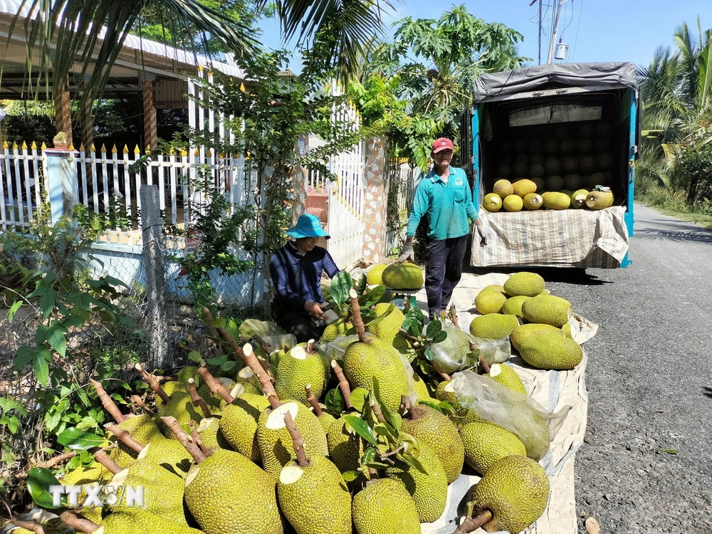 Việc chuyển đổi đất trồng lúa kém hiệu quả sang trồng mít cho hiệu quả gấp đôi so với trồng lúa. (Ảnh: Nguyễn Văn Trí/TTXVN)