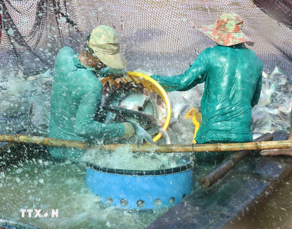 Thu hoạch cá tra tại vùng nuôi ở huyện Tam Nông (Đồng Tháp). (Ảnh: Nguyễn Văn Trí/TTXVN)
