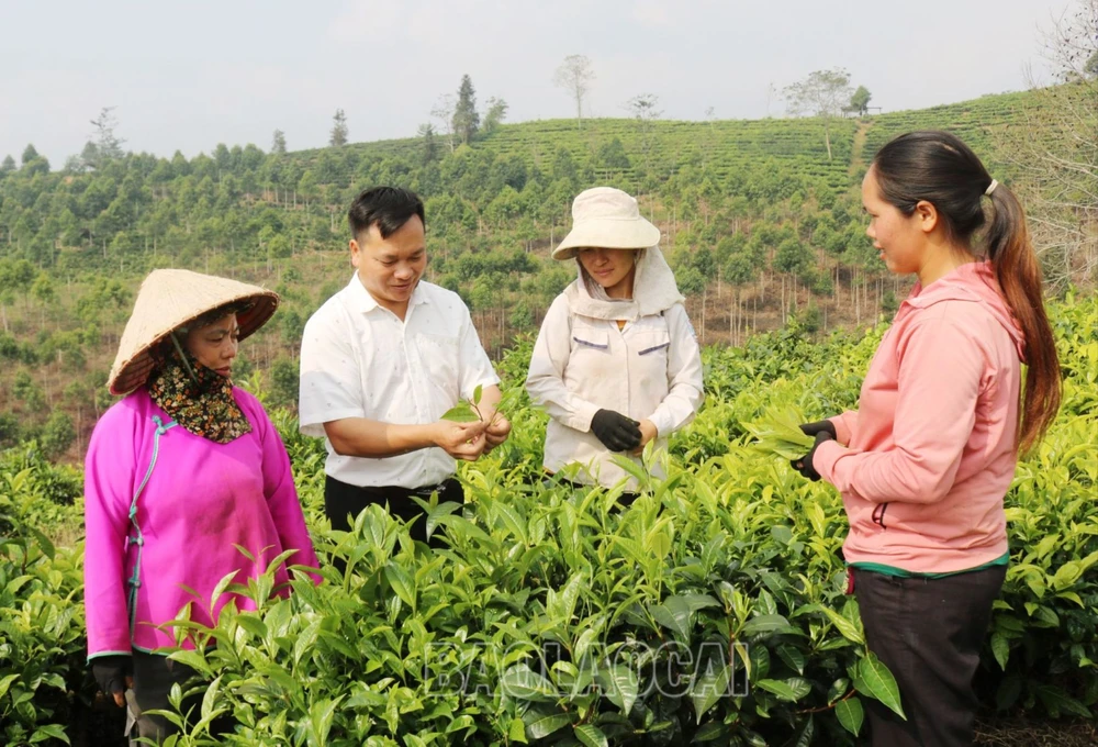 Anh Lồ Củi Dùng, Phó Chủ tịch Ủy ban Nhân dân xã Thanh Bình, huyện Mường Khương hướng dẫn người thu hái chè búp. (Nguồn: Báo Lào Cai)