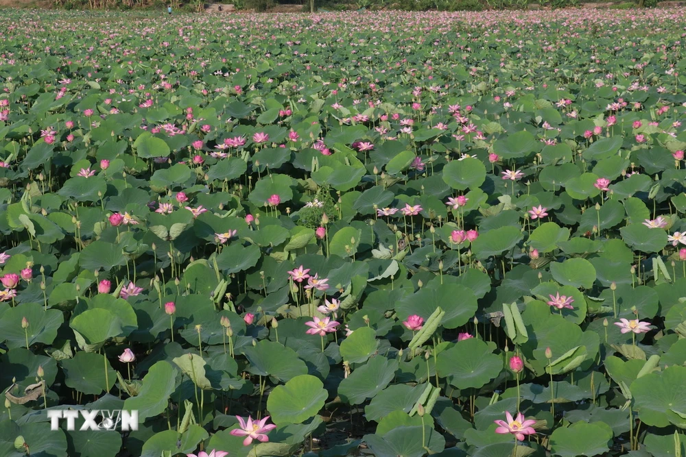 Vùng trồng sen ở xã Láng Biển, huyện Tháp Mười (Đồng Tháp). (Ảnh: Nguyễn Văn Trí/ TTXVN)