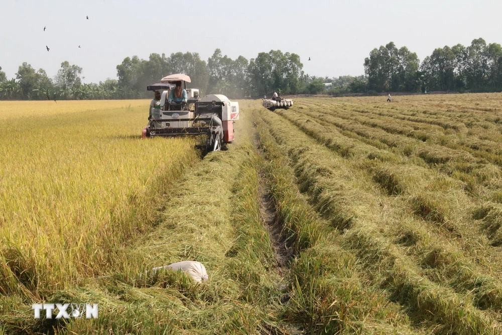 Thu hoạch lúa ở Hợp tác xã nông nghiệp Mỹ Thành Nam, tỉnh Tiền Giang. (Ảnh: Minh Trí/ TTXVN)