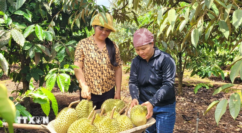 Thu hoạch sầu riêng trồng theo tiêu chuẩn VietGAP tại xã Ia Mơ Nông (Chư Păh, Gia Lai). (Ảnh: Hoài Nam/TTXVN)