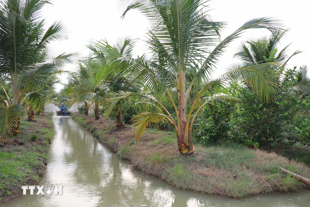 Diện tích trồng dừa tại xã Lương Hòa (Châu Thành, Trà Vinh). (Ảnh: Thanh Hòa/ TTXVN)