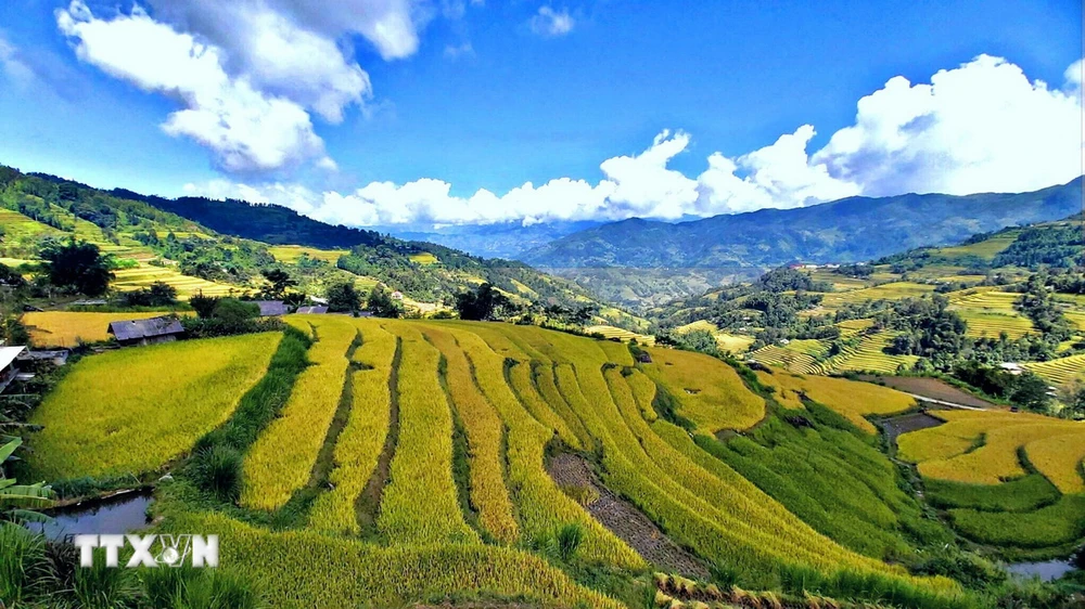 Ruộng bậc thang ở Tả Sử Choóng, huyện Hoàng Su Phì (Hà Giang). (Ảnh: Nguyễn Chiến/TTXVN)