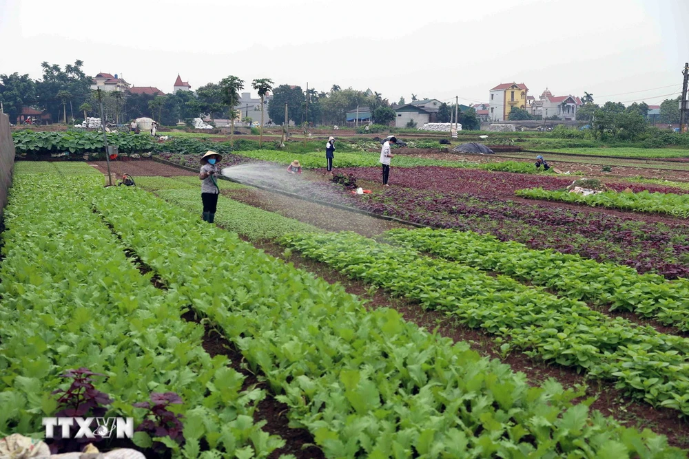 Nông dân chăm sóc rau tại vùng sản xuất rau chuyên canh huyện Hoài Đức, thành phố Hà Nội. (Ảnh: Vũ Sinh/TTXVN)