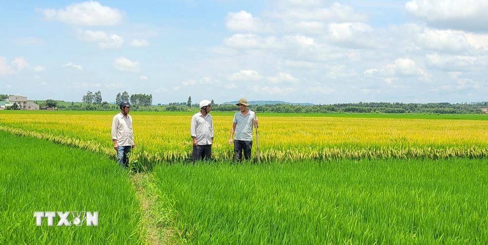 Người dân bức xúc vì diện tích canh tác bỗng chốc tăng lên bất thường và bị giả mạo chữ ký xác nhận. (Ảnh: Hoài Nam/TTXVN)