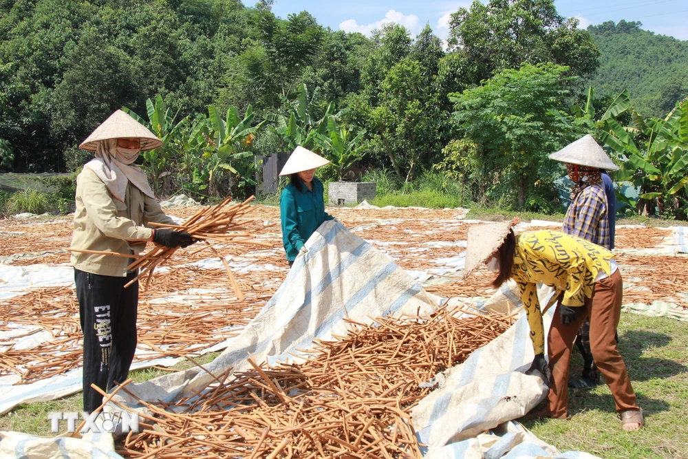 Hạn chế đổi mới công nghệ, sản phẩm sơ chế là một trong những nguyên nhân giảm giá trị và sức cạnh tranh của sản phẩm quế Văn Yên. (Ảnh: TTXVN phát)