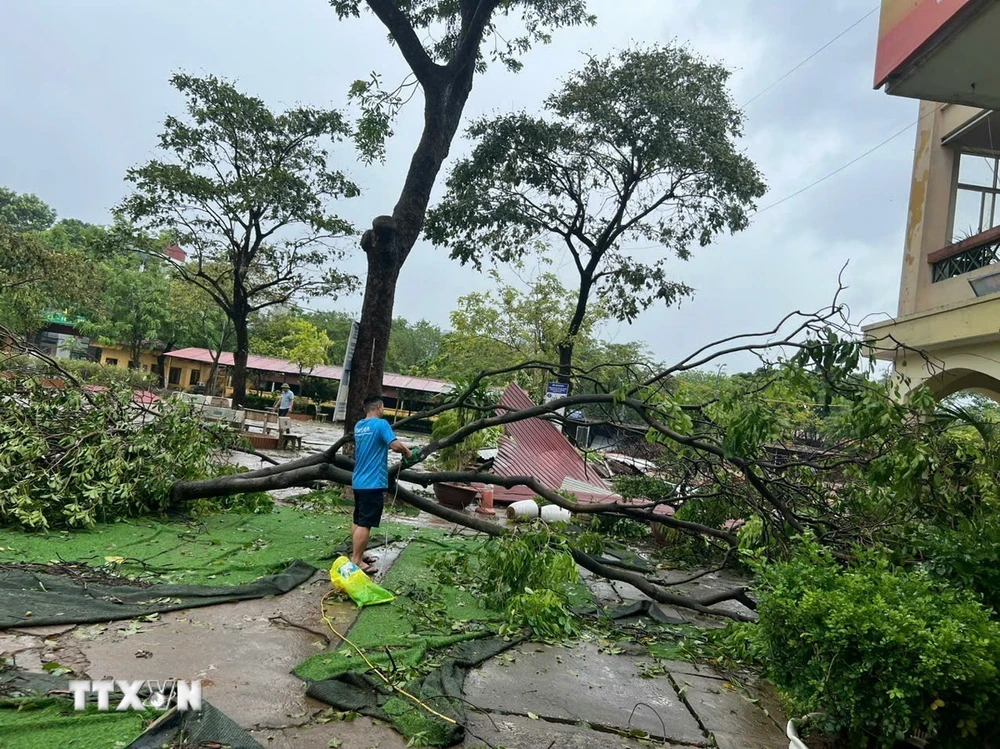 Trường THPT Lý Thường Kiệt (quận Long Biên) bị thiệt hại nặng nề khi gãy đổ hơn chục cây xanh. (Ảnh: TTXVN phát)