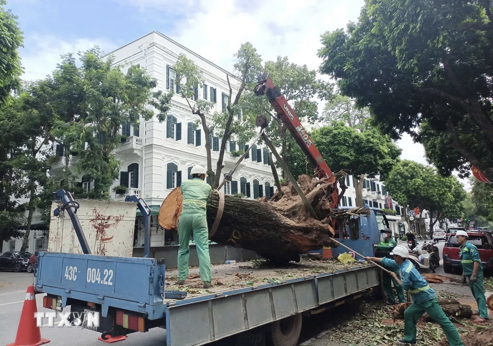 Công nhân Công ty Công viên Cây xanh Đà Nẵng thu gọn cây lớn bị gãy đổ trên phố Ngô Quyền, quận Hoàn Kiếm. (Ảnh: Phạm Hậu/ TTXVN)