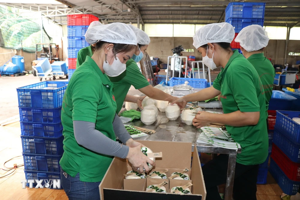 Đóng gói dừa tươi xuất khẩu tại Công ty TNHH Trái cây Mekong, xã Hữu Định, huyện Châu Thành, tỉnh Bến Tre. (Ảnh: Công Trí/TTXVN)