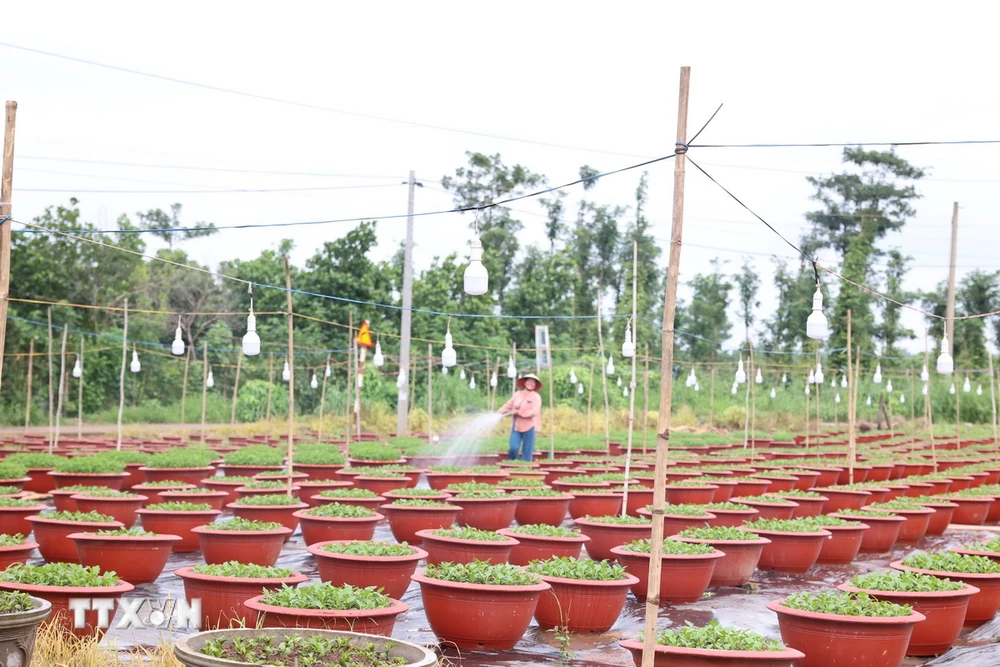 Chị Phùng Thị Phượng, ngụ xã Láng Lớn, huyện Châu Đức chăm sóc vườn hoa Tết của gia đình. (Ảnh: Hoàng Nhị/ TTXVN)