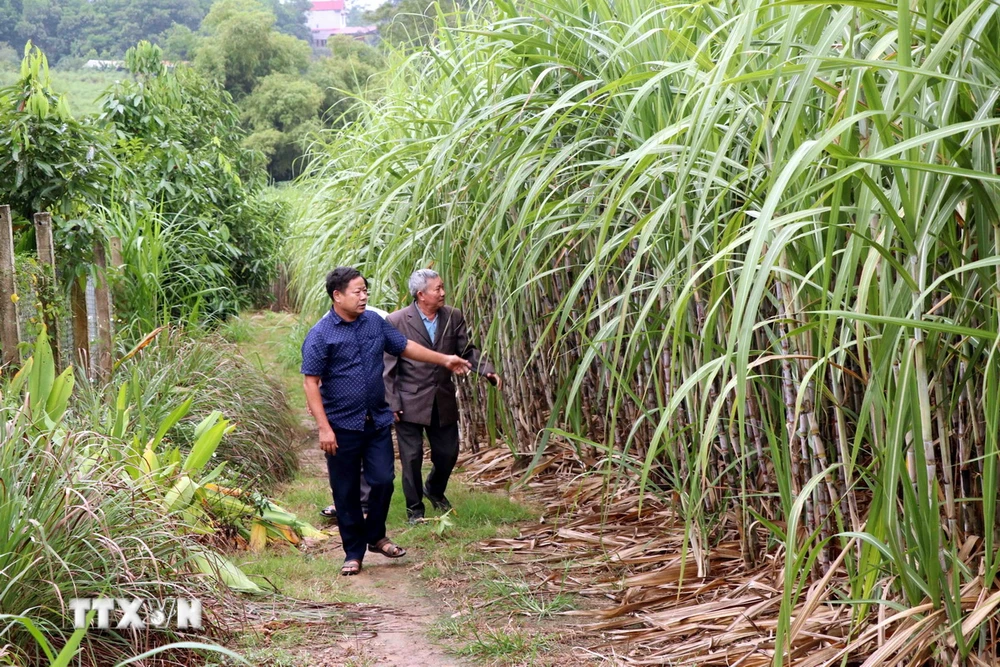 Trồng mía ở xã Phú Lương, huyện Sơn Dương, tỉnh Tuyên Quang. (Ảnh: Quang Cường/ TTXVN)