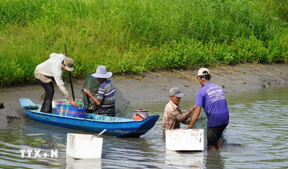 Hợp tác xã Ngã Bát cung ứng con giống, vật tư nông nghiệp giúp giảm chi phí, tăng lợi nhuận cho mô hình sản xuất tôm-lúa ở xã Đông Hưng B, huyện An Minh (Kiên Giang). (Ảnh: Văn Sĩ/TTXVN)