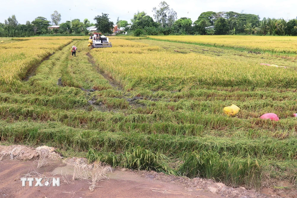 Thu hoạch lúa Thu Đông sớm né lũ. (Ảnh: Nguyễn Văn Trí/TTXVN)