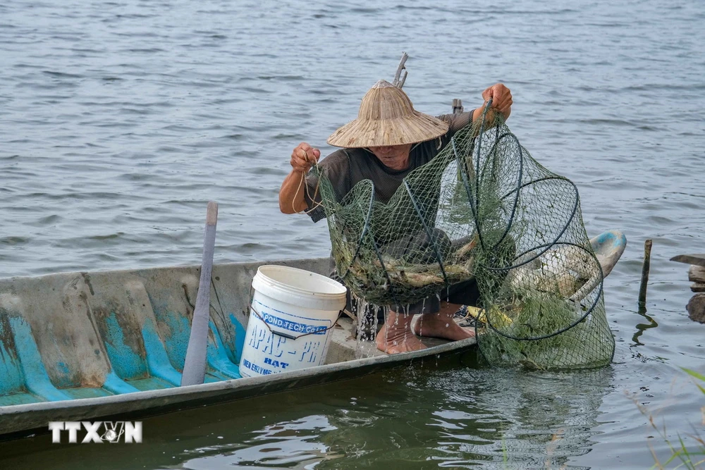 Nông dân xã Tây Yên, huyện An Biên, tỉnh Kiên Giang thu hoạch tôm sú trên vùng đất sản xuất 1vụ lúa 2 vụ tôm (Ảnh: Văn Sĩ/ TTXVN)