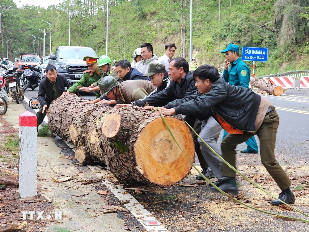 Một cây thông cổ thụ bên phía taluy âm có chiều cao hàng chục mét, đường kính thân cây khoảng 80cm bật gốc, đổ chắn ngang hoàn toàn tuyến đèo. (Ảnh: TTXVN phát)