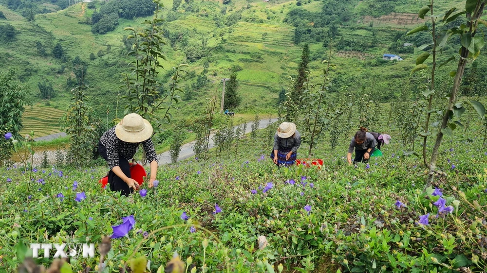 Đồi trồng dược liệu cây cát cánh của gia đình anh Tráng Seo Khúa ở thôn Hoàng Hạ, xã Hoàng Thu Phố (Bắc Hà, Lào Cai). (Ảnh: Hương Thu/TTXVN)