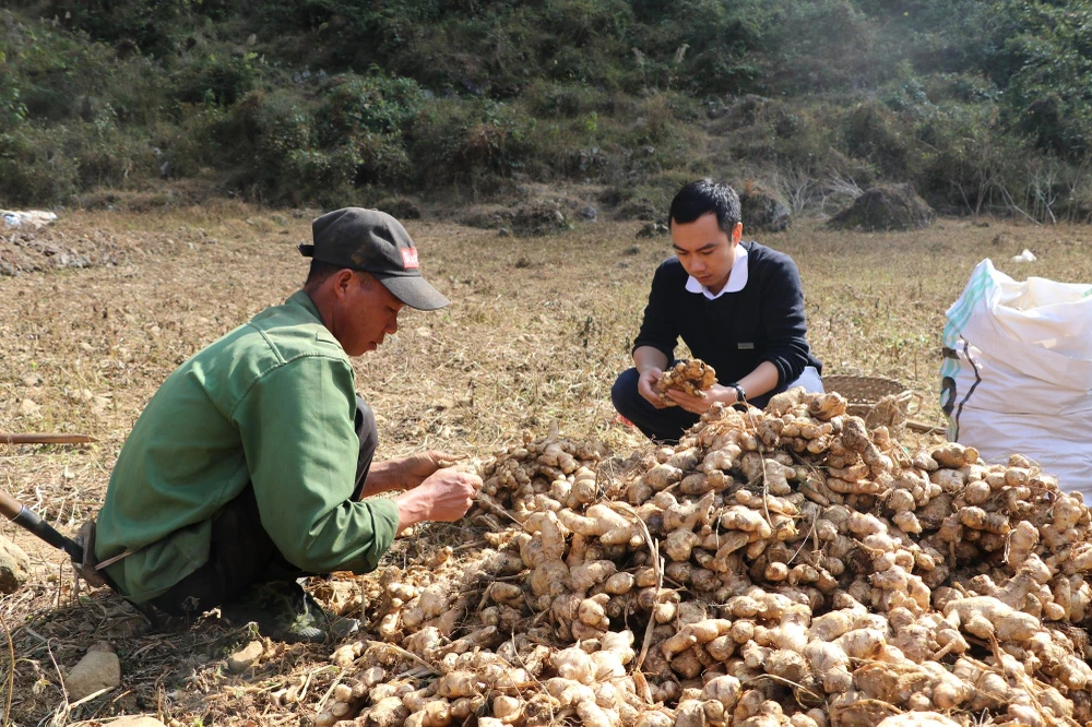 Anh Trương Văn Lần, tại thôn Ngườm Vài, Hà Quảng sau khi chuyển đổi cây trồng từ ngô sang gừng hữu cơ đã có thu nhập từ 30 triệu đồng – 50 triệu đồng/năm. (Ảnh: Hạnh Nguyễn/Vietnam+)