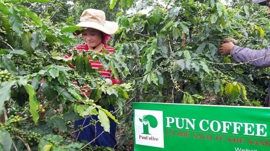 Chặng đường hai năm vượt 'bão COVID-19' là cuộc cách mạng của PUN Coffee. (Ảnh: CTV/Vietnam+)