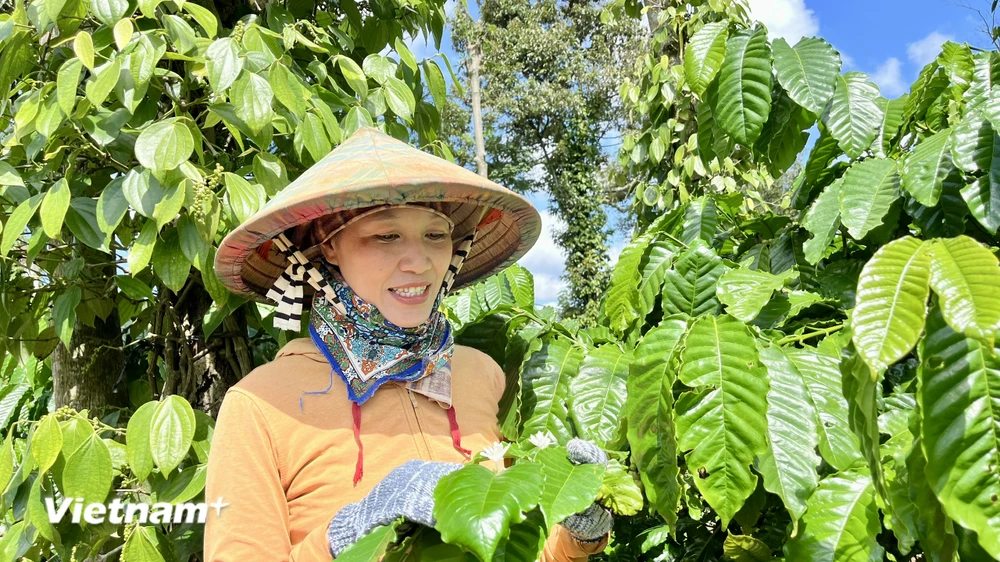 Chị Mai Thị Nhung, một nữ nông dân sinh năm 1981 ở Đắk Lắk, thành công kinh tế nhờ khởi nghiệp với nông nghiệp bền vững. (Ảnh: Vietnam+)