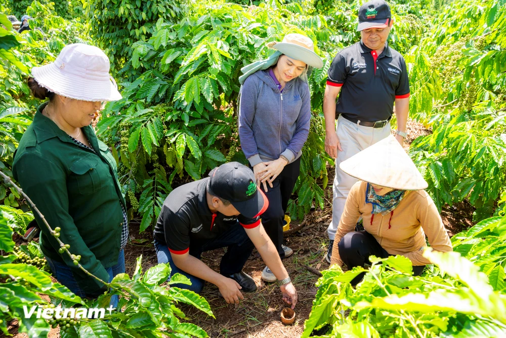 Chương trình NESCAFÉ Plan là một mô hình hợp liên kết tiêu biểu với điểm nhấn của chương trình là đào tạo bài bản cho nông dân, từ đó lan tỏa kiến thức đến cộng đồng. (Ảnh: Vietnam+)