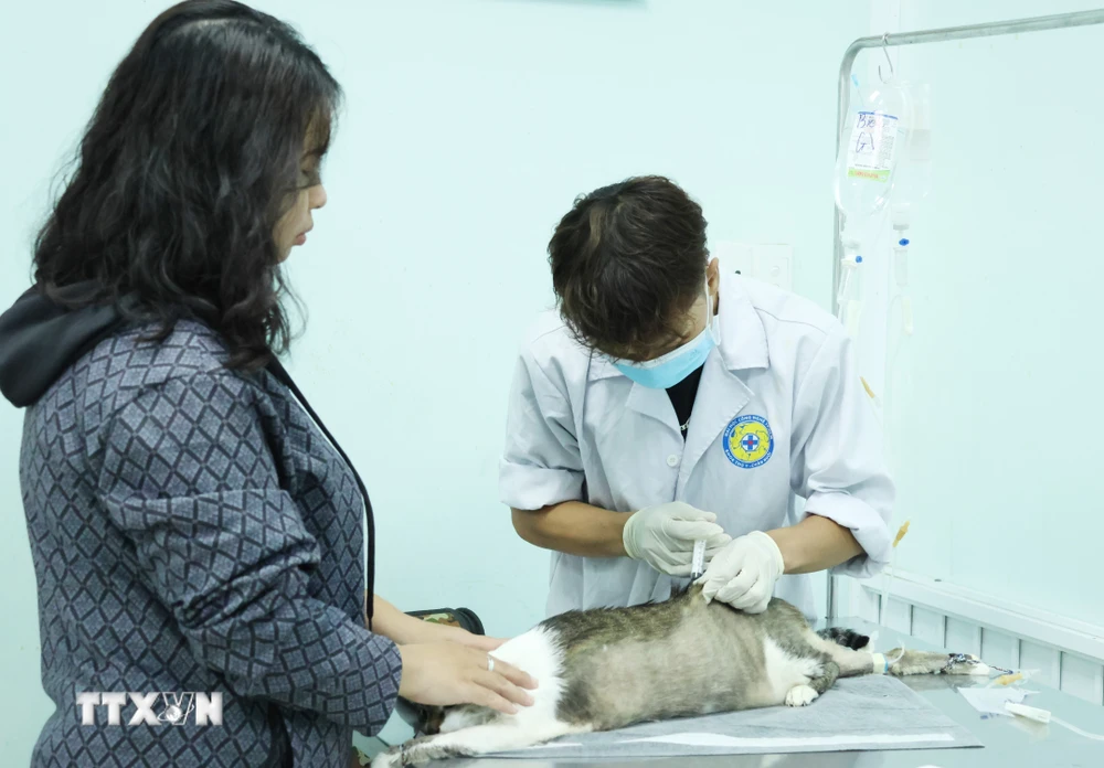 Người dân đưa chó, mèo tiêm vaccine phòng dại tại Chi cục Chăn nuôi và Thú y Thành phố Hồ Chí Minh. (Ảnh: Đinh Hằng/TTXVN)