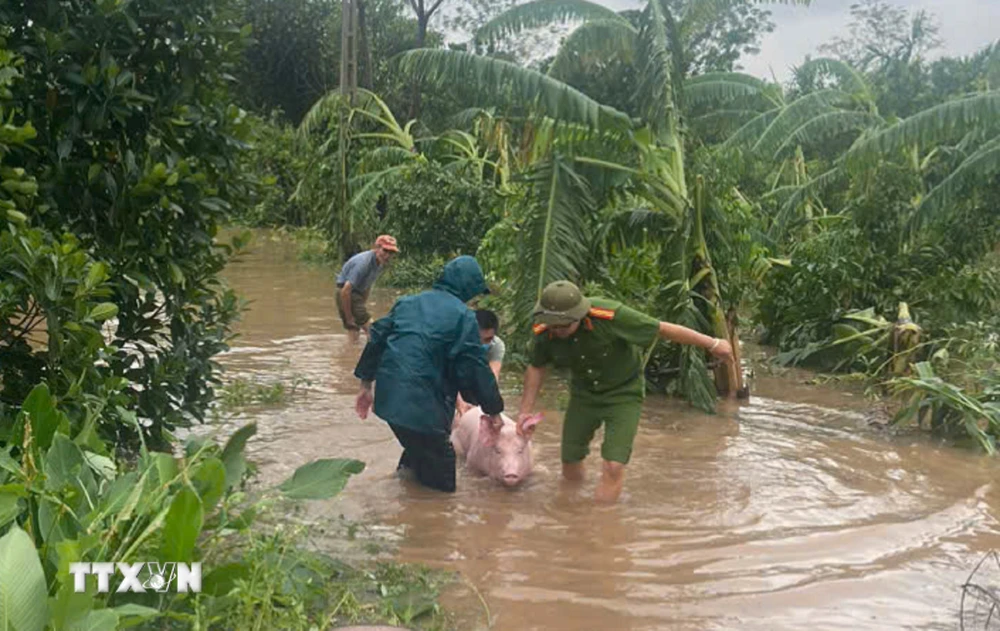 Lực lượng chức năng cùng nhân dân hỗ trợ di dời gia súc trong vùng bị ngập lụt. (Ảnh: TTXVN phát)