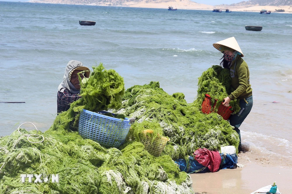 Vùng ven biển huyện Thuận Nam, Ninh Thuận trở thành nơi phát triển mạnh nghề nuôi rong sụn, mang lại thu nhập cao cho người dân. (Ảnh: Công Thử/TTXVN)