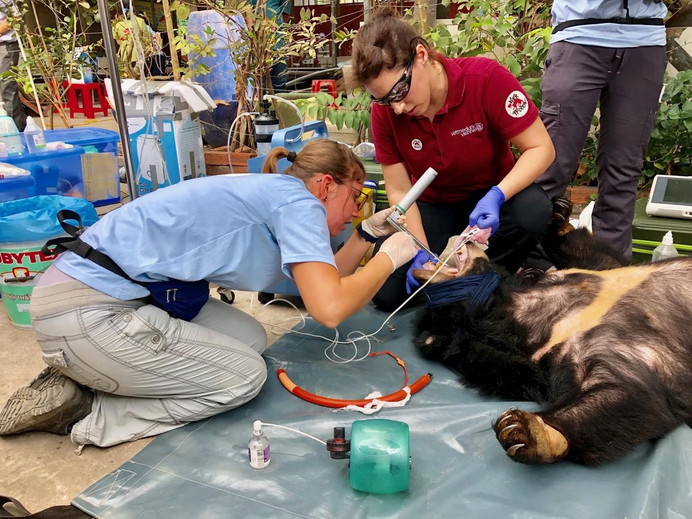 Bác sỹ, chuyên gia của Trung tâm bảo tồn động vật hoang dã thăm khám sức khỏe cho cá thể gấu trước khi chuyển về cơ sở bảo tồn gấu ở tỉnh Ninh Bình. (Ảnh: Nguyễn Văn Việt/TTXVN) 
