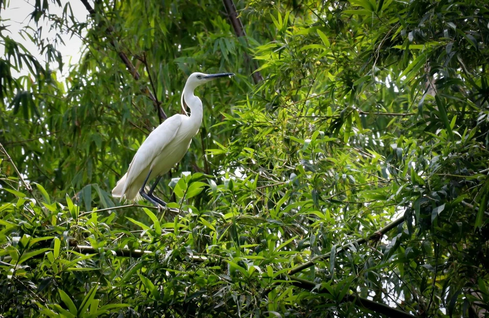 Nhiều loài chim quý hiếm được nuôi dưỡng, bảo tồn tại khu bảo tồn sinh thái Đồng Tháp Mười. (Ảnh: Nam Thái/TTXVN)