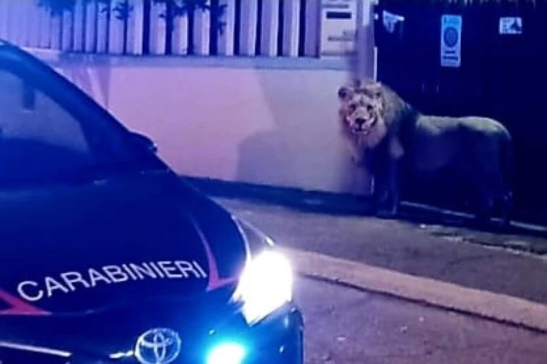 Chú sư tử Kimba lang thang trên đường phố trước khi bị bắn thuốc mê rồi đưa "về nhà." (Nguồn: ANSA)
