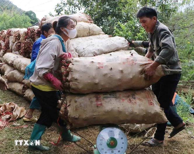 Thương lái thu mua dong riềng tại chỗ. (Ảnh: Nguyễn Oanh/TTXVN)