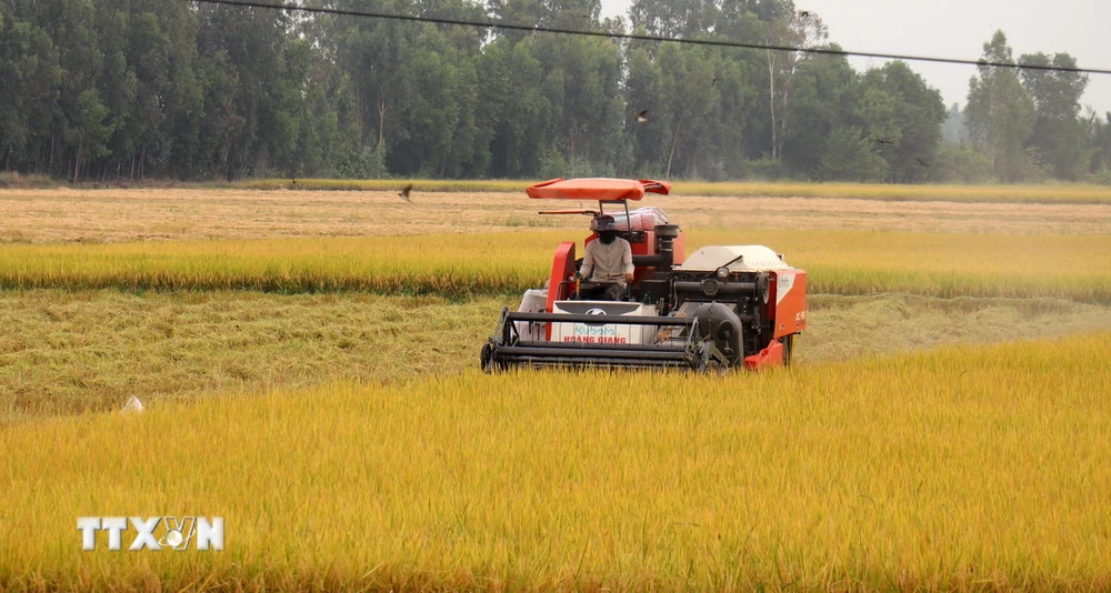 Nông dân thu hoạch lúa tại xã Mỹ Lâm, huyện Hòn Đất (Kiên Giang). (Ảnh: Lê Huy Hải/TTXVN)