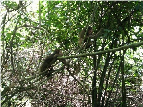 Động vật hoang dã tại Vườn Quốc gia Phong Nha-Kẻ Bàng. (Nguồn: Vườn Quốc gia Phong Nha-Kẻ Bàng)