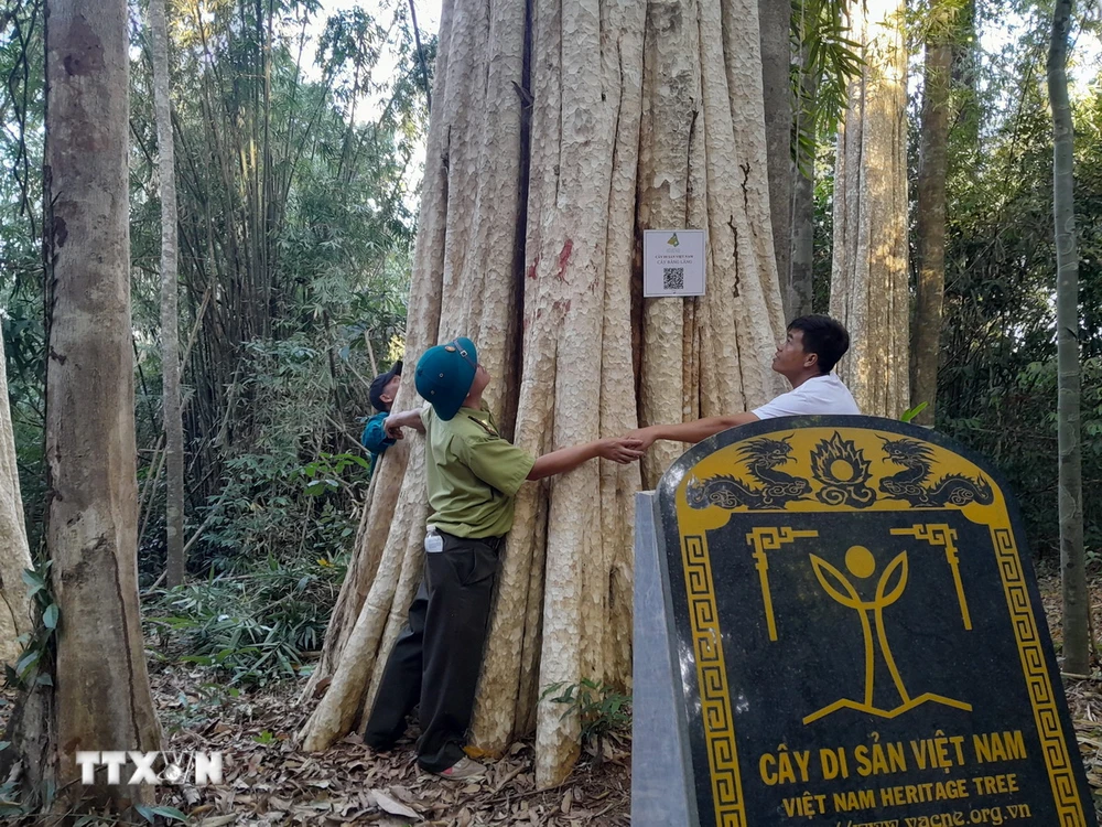 Cây di sản được Hội Bảo vệ Thiên nhiên và Môi trường Việt Nam trao tặng bằng công nhận. (Ảnh: K GỬIH/TTVXN)