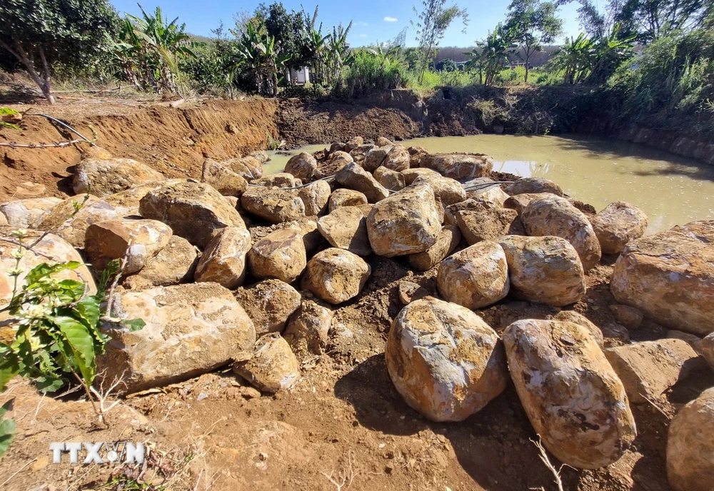 Hàng trăm khối đá lớn nằm la liệt trong khu vực rẫy càphê của ông Thủy. (Ảnh: Quang Thái/TTXVN)