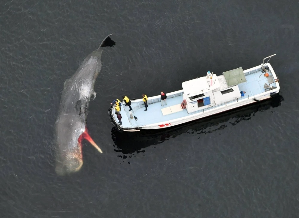 Cá voi mắc cạn tại Vịnh Osaka. (Nguồn: Kyodo)