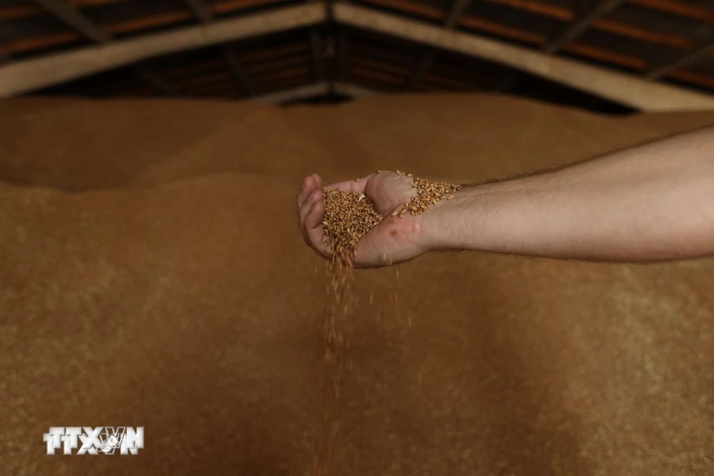 Lúa mỳ được trữ tại kho trong nông trại ở gần Izmail, Ukraine. (Ảnh: AFP/TTXVN)